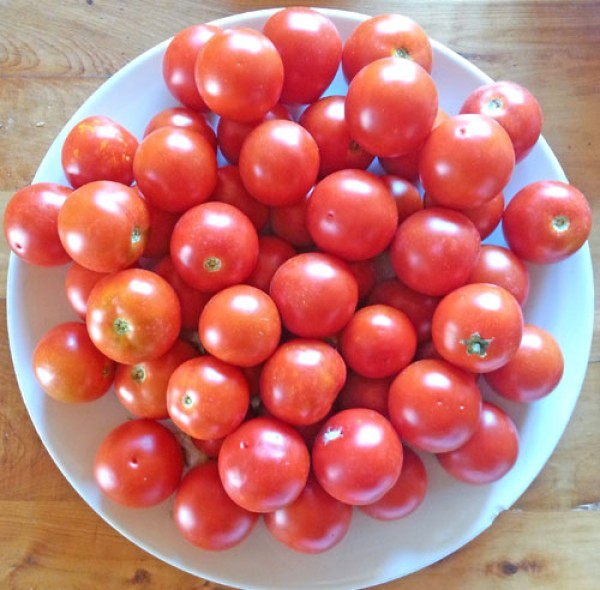 Camone Tomaten Samen