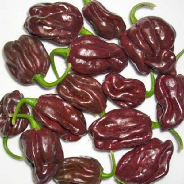 Scotch_Bonnet_Guadalupe_Black_Chili_Samen_1.jpg